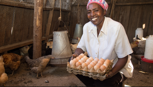 How to Start a Successful Poultry Farm In Nigeria - The Enterprise Mind